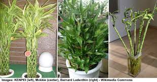 How to plant, grow and take care of decorative plants at home. Types Of Dracaena With Care Guide And Pictures Identification