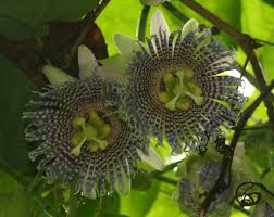 Image result for Passiflora ligularis