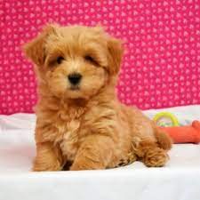 Prince william male ckc havapoo $2000 ready 2/20 has deposit my new home the villages, fl 4 oz just born. Brady Havapoo Puppy 613832 Puppyspot