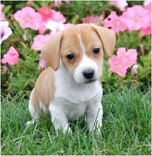 Feel free to browse hundreds of active classified puppy for sale listings, from dog breeders in pa and the surrounding areas. Pocket Beagles For Sale Maryland