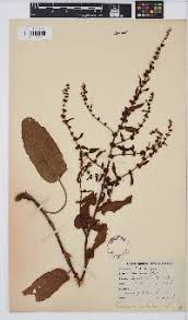 Image result for Rumex lanceolatus