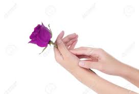 121,000+ vectors, stock photos & psd files. Female Hand Holding A Violet Rose Isolated On White Background Stock Photo Picture And Royalty Free Image Image 36872429