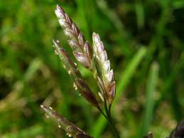 Image result for Eragrostis minor