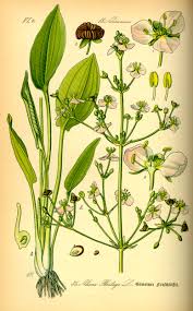 Image result for Alismataceae