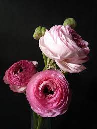 Pin On Flowers