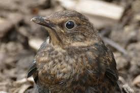 Hingegen sollten sie gesund wirkende jungvögel, die bereits ein vollständiges gefieder haben und kurze strecken fliegen sowie sicher auf beiden beinen stehen und. Sonja On Twitter Amsel Jungvogel Vogel Vogel Tiere Singvogel Natur Drossel Wildvogel Singvogel Wildtiere