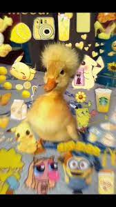 Watch Trending Videos For You Tiktok In 2021 Duck Wallpaper Cute Tumblr Wallpaper Cute Animals