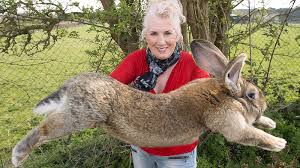 Image result for flemish giant rabbits