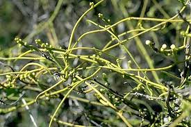 Image result for Cassytha filiformis