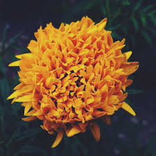 We apologize for the inconvenience, but you may be able to find it instead through your library resources. Yellow Flowers Discover The Meanings Of Your Favorite Yellow Flowers
