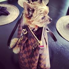 Pin By Carla Liliana On Dog Love Louis Vuitton Handbags Prices Louis Vuitton Handbags Cute Animals