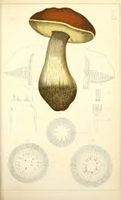 Histoire Naturelle Des Champignons Comestibles Et Veneneux Champignon Dessin Champignon Comestible Art De Champignons