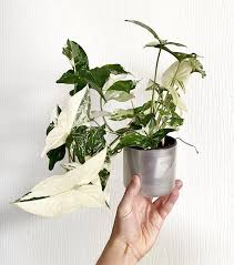Syngonium Podophyllum Variegata House Plants Plants Flowers