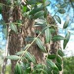 Image result for Schinopsis