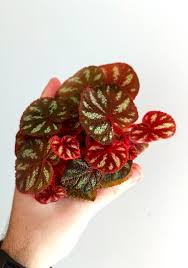Image result for Begonia quadrialata