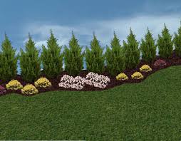These are low to the ground and easy to maintain. Pin On Gardening