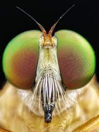 Macro Photography Using Mobile Phone And Diy Additional Macro Lens Macro Photography Macro Photos Macro