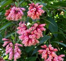 Image result for Cestrum elegans