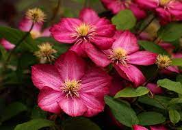 Maybe you would like to learn more about one of these? Clematis Ville De Lyon Kaufen Online Bestellen 17 99