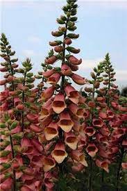Graham Rice My Garden Beautiful Flowers Garden Plants Flowers Perennials