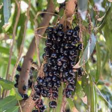 Image result for Lepisanthes