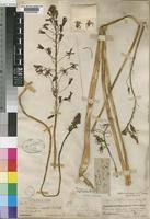 Image result for Drimia elata