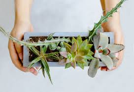 Happy Easter Succulents Aloe Firestorm Sedum Christmascarol Kalanchoe Pandaplant Succulentsbox Houseplants Unus Windowsill Garden Mini Garden Sedum