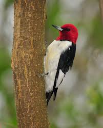 Birds Of Southern Arizona Book Red Headed Woodpecker Woodpecker Arizona Birds Pet Birds