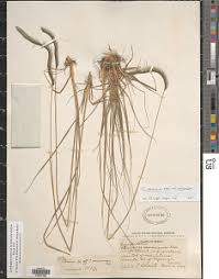 Image result for Ctenium concinnum