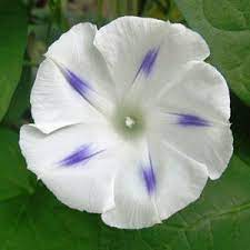 Milky Way Morning Glory Seeds For Sale Morning Glory Flowers Petunia Plant Garden Plant Pots