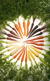 What color is a carrot. File Carrots Of Many Colors Jpg Wikipedia