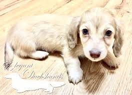 This is an akc cream smooth coat miniature dachshund from beautiful parents. Chocolate Based Shaded Cream Dachshund Elegant Dachshunds Cream Dachshund Wiener Dog Weenie Dogs