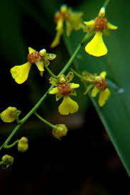 Image result for Ozoroa gomesiana