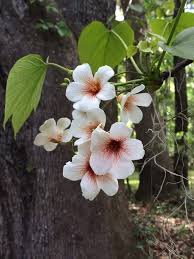 Image result for Vernicia fordii