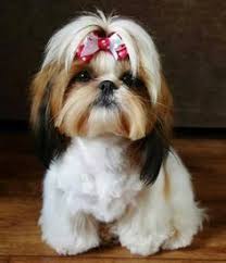 I Want A Girl Shih Tzu Shih Tzu Haircuts Cute Bows Shihtzu Shih Tzu Shih Tzu Haircuts Shih Tzu Grooming
