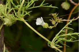 Image result for Ipomoea coptica