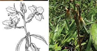 Image result for Eulophia sp. nov.