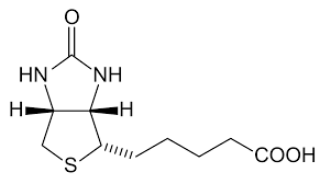 Biotin Wikipedia