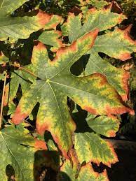 It causes severe blighting of blossoms, shoots, limbs and fruit. Washington S Bigleaf Maple Trees Are Dying And Scientists Don T Know Why Tacoma News Tribune
