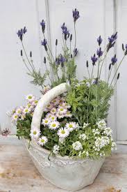 季節の花寄せ植え ラベンダー イングリッシュデージー スーパーアリッサム バスケット型ナチュラルテラコッタ 観葉植物 ガーデニング雑貨 花寄せ植えの通販 サザンフィールド きれいな花 鉢 コンテナガーデニング