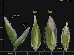 Image result for Poa