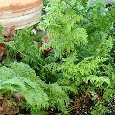 Image result for Athyrium schimperi