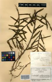 Image result for Tridactyle anthomaniaca