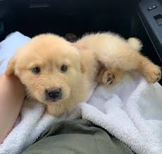 Due to instances in which recipients were irresponsible in caring for their golden rule dogs, we no longer donate puppies or dogs. Golden Retriever Chow Mix Puppies For Sale Off 61 Www Usushimd Com