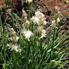 Image result for Polianthes tuberosa