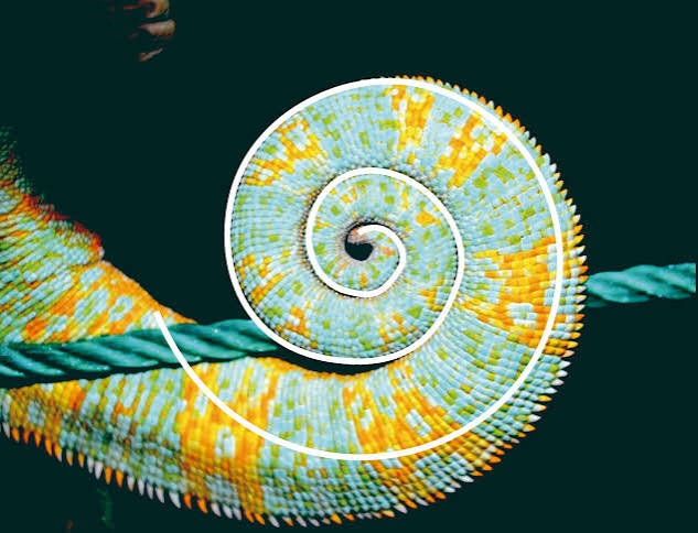 Exposición '¡Qué gran matemática es la Naturaleza!' - Fundación Descubre