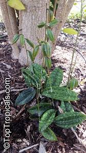 Image result for Oeceoclades maculata