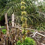 Image result for Oxytenanthera abyssinica