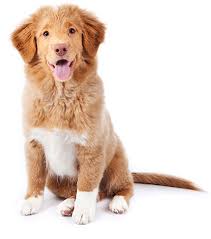 Search our extensive list of dogs, cats and other pets available near you. American Kennel Club
