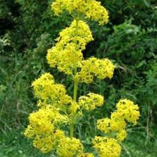Image result for Galium verum